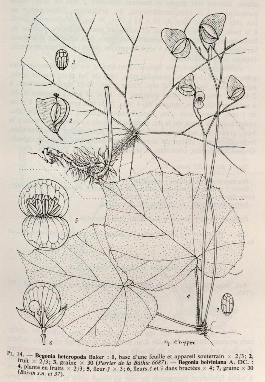 B. heteropoda